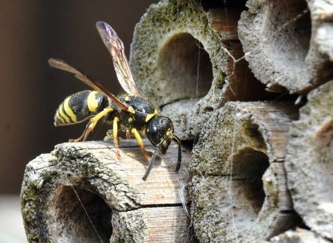 Mason Wasp 