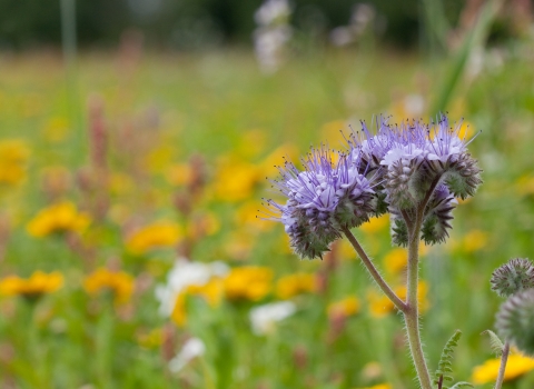 Purple Tansy