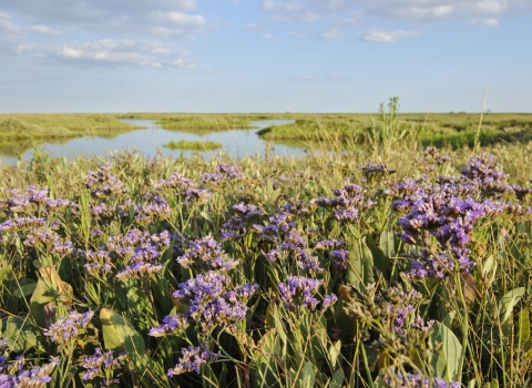 Common sea lavender (Limonium vulgare) Terry Whittaker/2020VISION