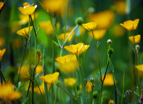 Meadow Buttercup - Zsuzsanna Bird