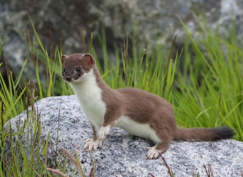 Stoat