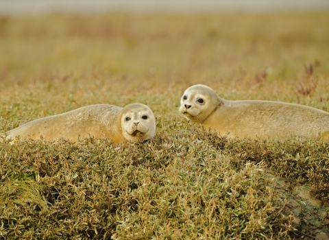 Seals