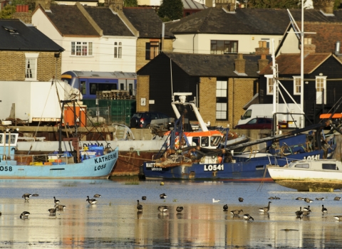 Wivenhoe