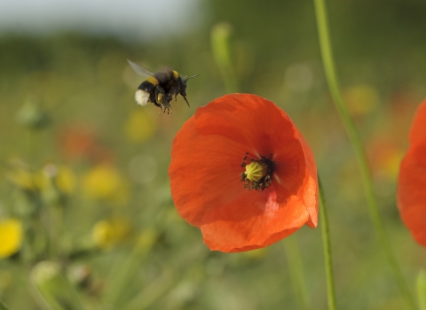 Buff-tailed bumble bee and poppy