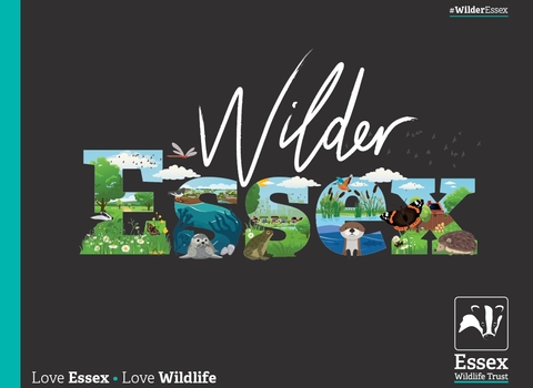 Wilder Essex