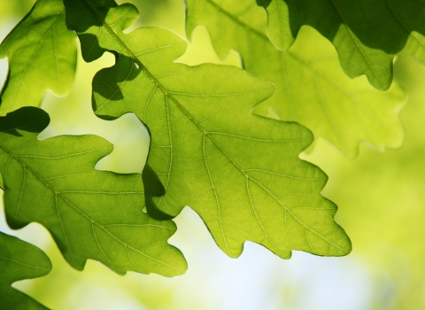 Oak tree leaves