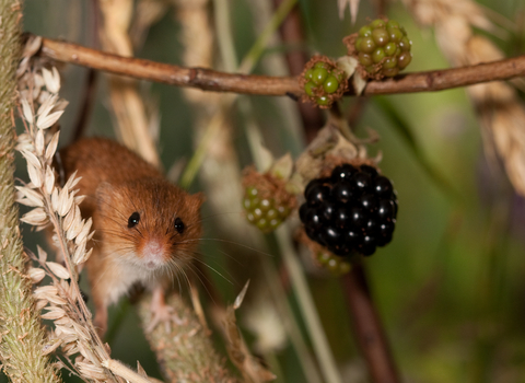 Harvest Mouse
