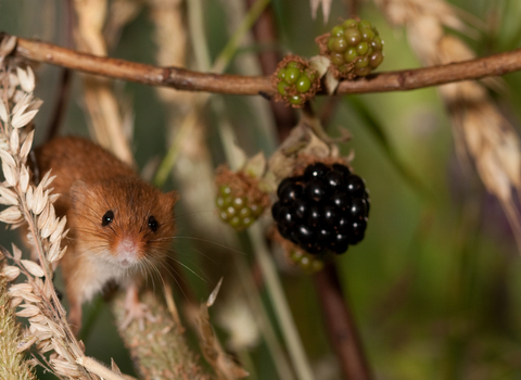 Harvest Mouse