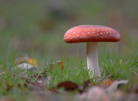 Fly Agaric - Photography Competition 2019