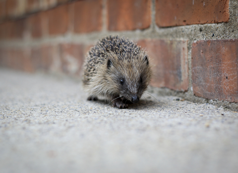 Hedgehog - Photo Tom Marshall