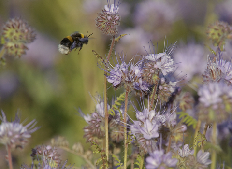 Buff-tailed bumble bee - Wildnet / Chris Gomersall