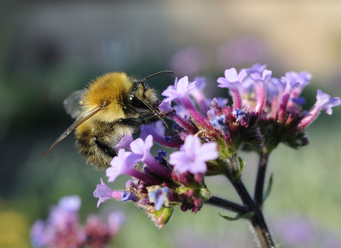 Common carder bumblebee - Wildnet / Nick Upton