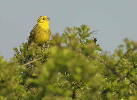 Yellowhammer - Wildnet / Chris Gomersall