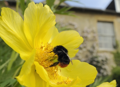 Bee - Nick Upton / Wildnet