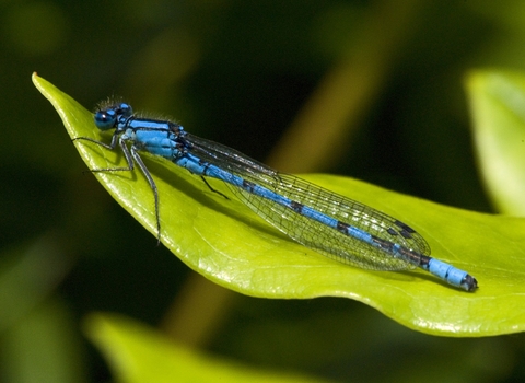 Common blue damselfly - Les Binns / Wildnet