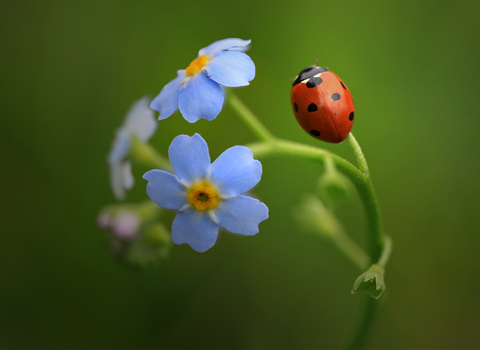 7 spot ladybird - Jon Hawkins / Surrey Hills Photography