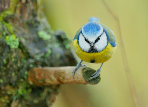 Blue tit - Photo: John Bridges