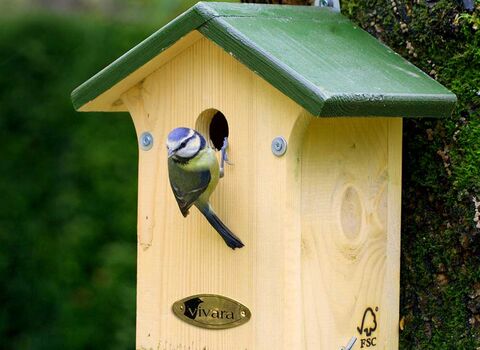 Blue tit on nest box