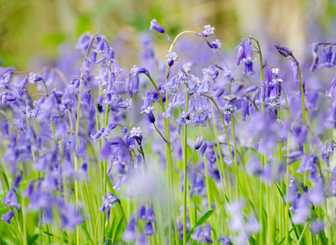 Bluebells - Photo: Josh Raper