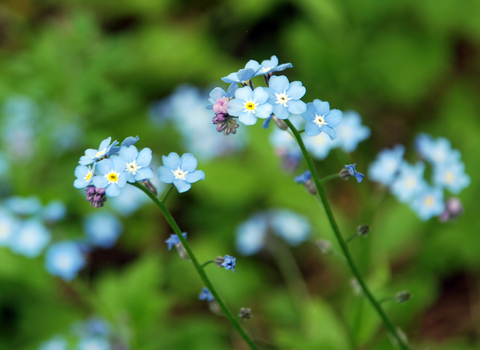 Forget-me-not