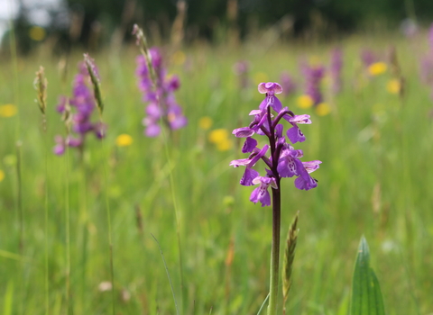 Green-winged orchid - Photo: Lianne de Mello