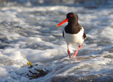 Oystercatcher - Photo: James Rogerson