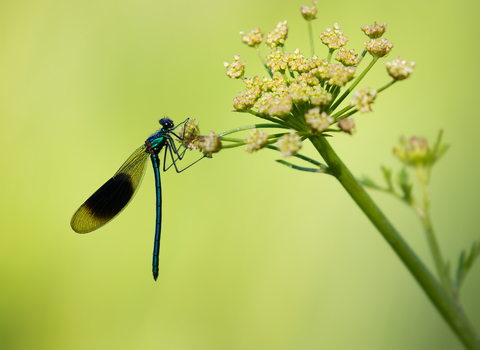 Demoiselle - Photo Jon Hawkins