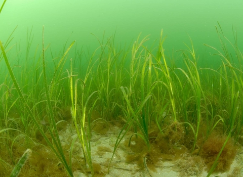Seagrass bed - Photo: Paul Naylor
