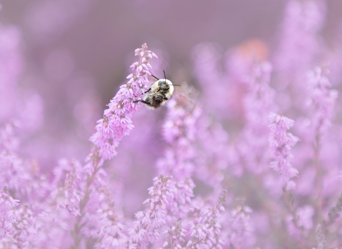 Bee - Photo: Jon Hawkins - Surrey Hills Photography