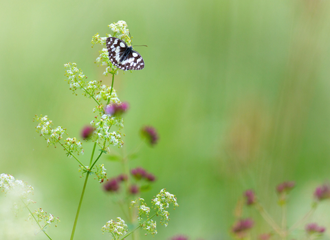 butterfly