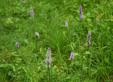 Orchids at Chafford - Photo: Emily McParland