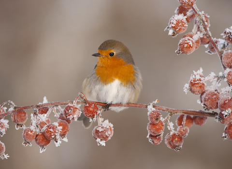 Robin - Photo Mark Hamblin