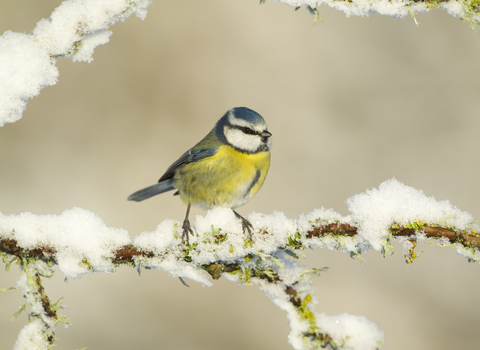 Blue Tit in the snow - Mark Hamblin 2020VISION