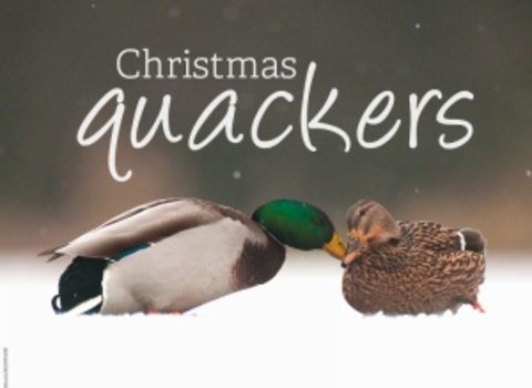 Christmas quackers
