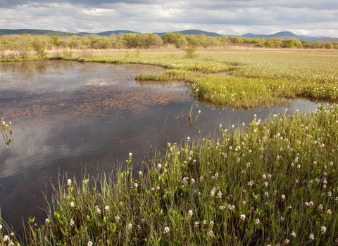 peat landscape