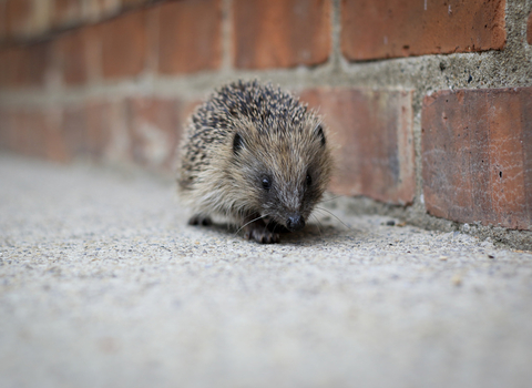 hedgehog on path
