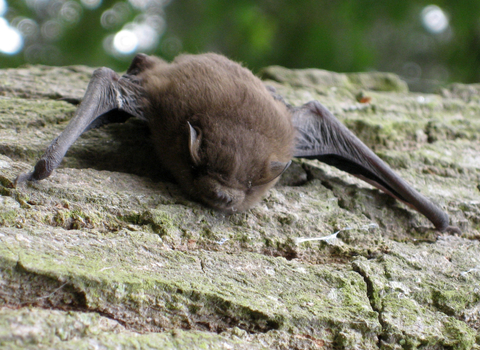 Soprano Pipistrelle Bat