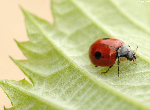 Ladybird on a leaf.