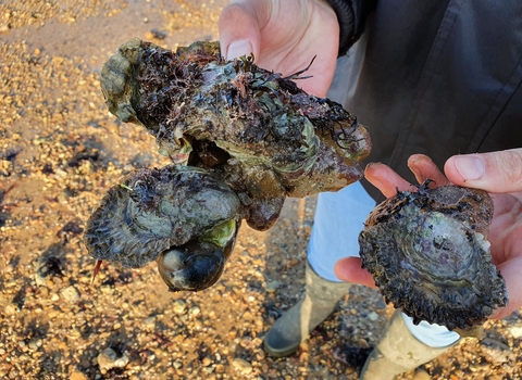 native oyster