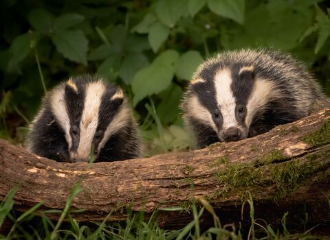 Badgers - Photo: C Paul Browning