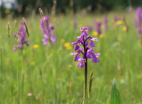 Orchids - Lianne de Mello