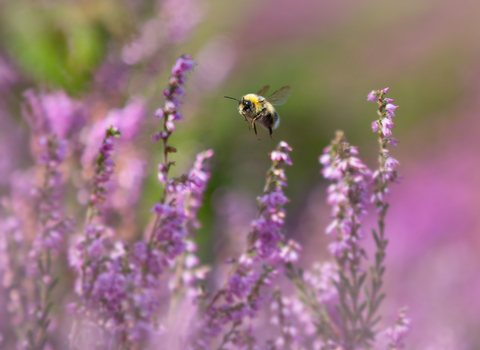 Bumble bee