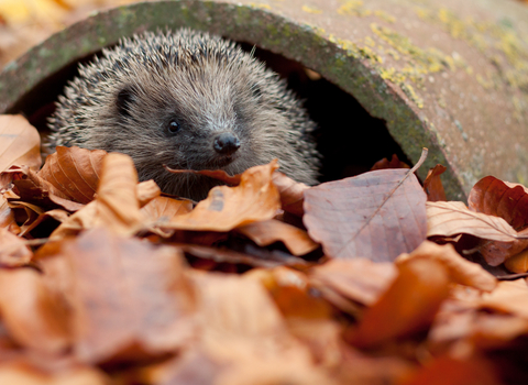 Hedgehog