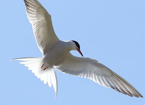 Common tern 