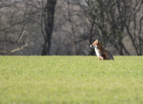 Fox - Photo: Emily McParland