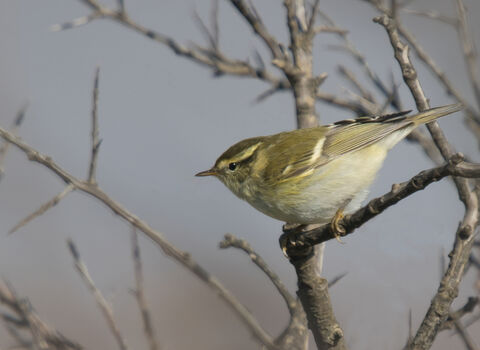 A yellow-browed warbler perched on a twig, poised to take off. It's a small warbler with a whitish belly and mossy green back, with a bright yellow stripe over the eye