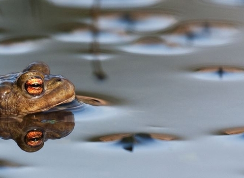 Toad in water