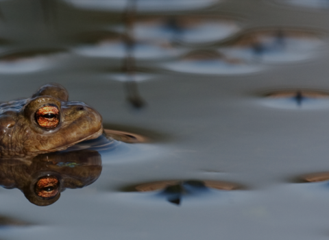 Common Toad