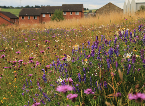 Wildflowers - Kieron Huston