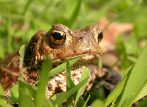 Common toad - Philip Precey
